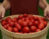 Three Packs of Cubits Rare Heirloom and Organic Seeds