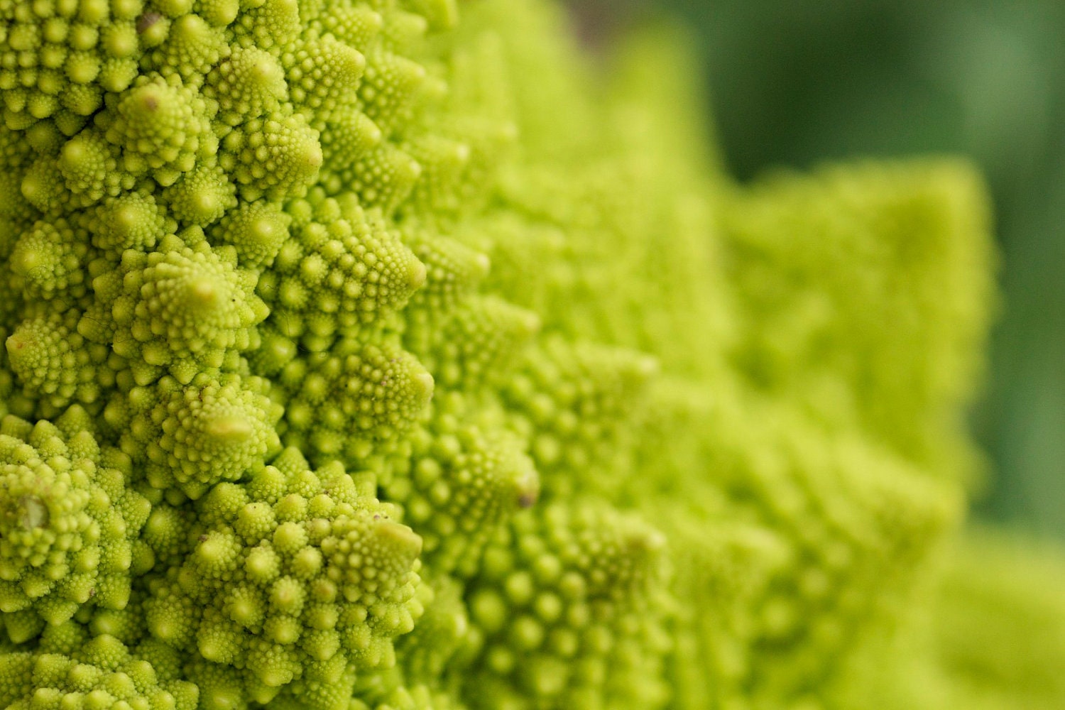 Naturally Grown Fractal Romanesco Broccoli (aka Veronica Cauliflower) Seeds