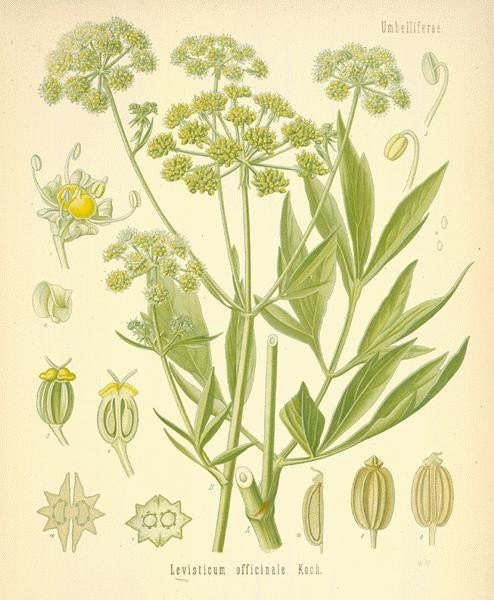 Organic Lovage Herb Seeds