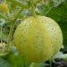Organic Lemon Cucumber Seeds