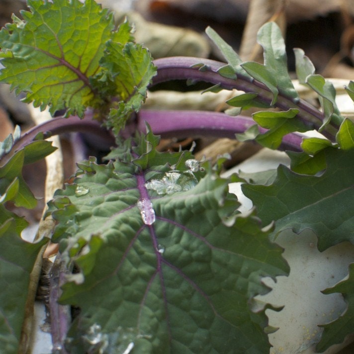 Organic Red Russian Kale Seeds