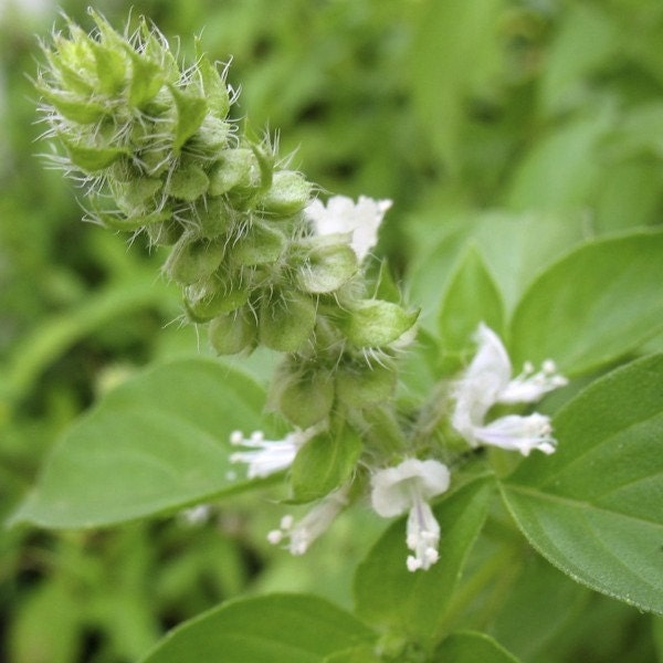 Organic Lemon Basil Herb Seeds