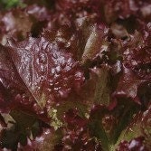 Organic Red Salad Bowl Lettuce Seeds