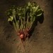 Organic Early Wonder Tall Top Beet Seeds