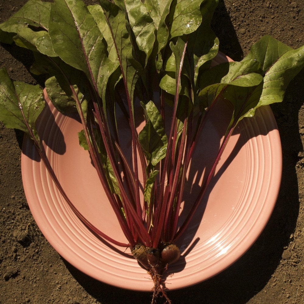 Organic Early Wonder Tall Top Beet Seeds