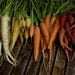 Colourful Carrot Mix Organic Heirloom Seeds