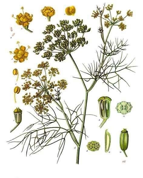 Organic Florence Fennel Seeds