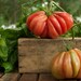 Organic Gardening Seeds Three Pack - Free Shipping - Gift for Gardener