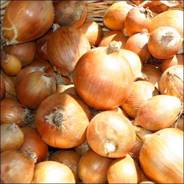Organic Sturon Onion Seeds