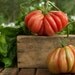 Organic Zapotec Pleated Tomato Seeds