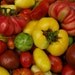 Organic Heirloom Tomato Seed Six Pack