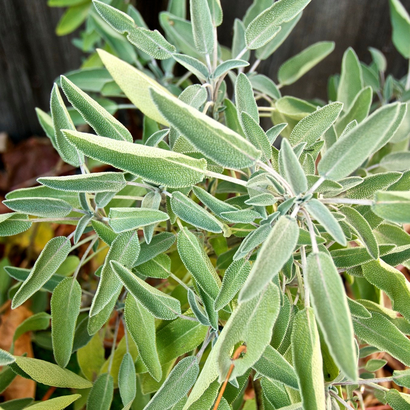 Sage Seeds for your Organic Herb Garden