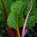 Organic Rainbow Swiss Chard Seeds