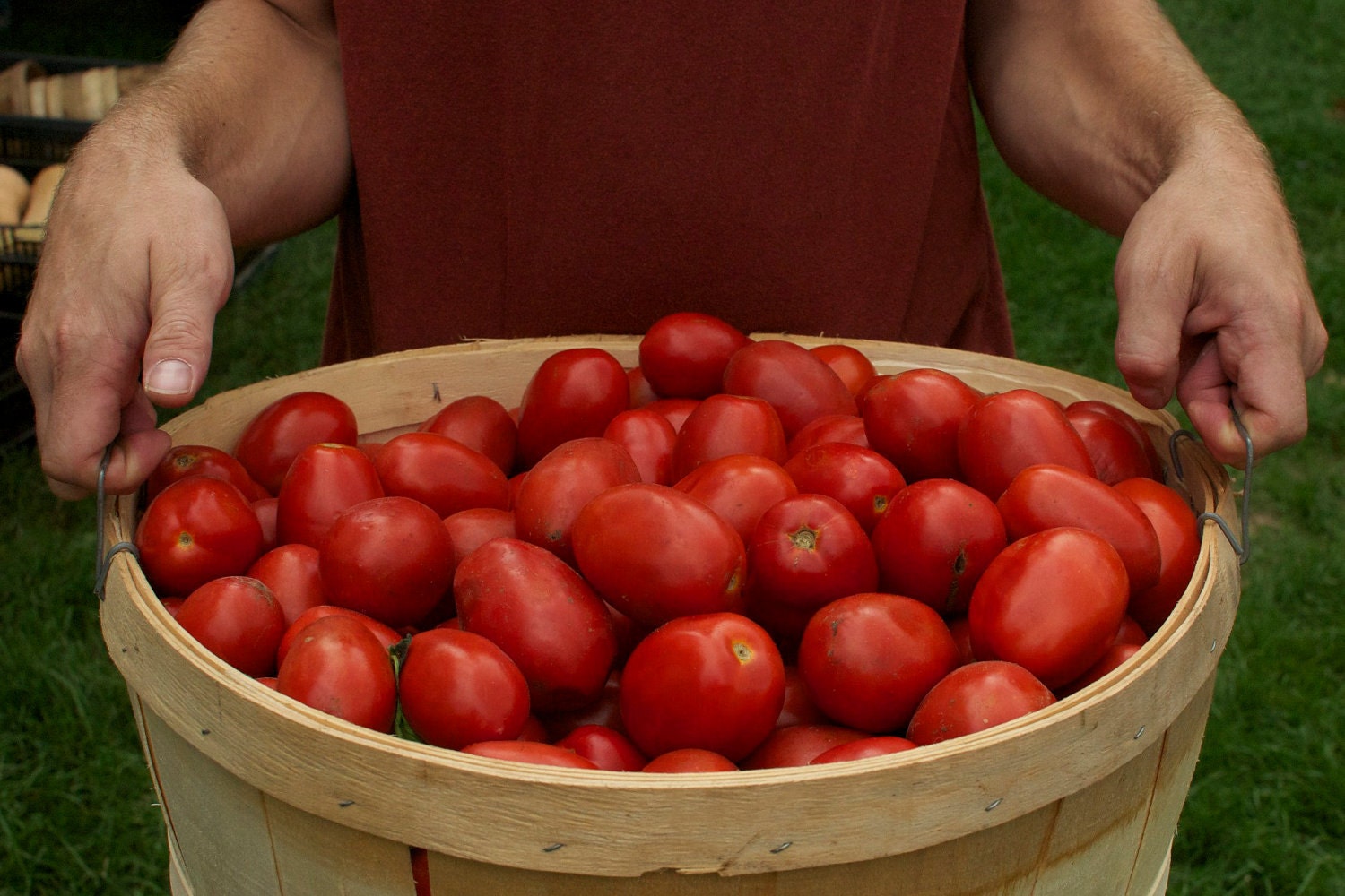 Three Packs of Cubits Rare Heirloom and Organic Seeds