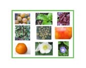 Garden Seed Collection, Naturally Grown, Gift Set, Vegetable seeds