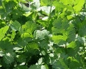 Heirloom Seeds, Herb Seeds, Cilantro, organic seeds from our farm, herb garden, gardener gift