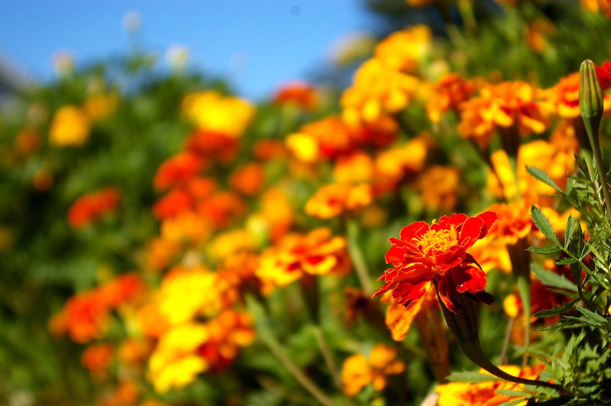 Organic Flower Seeds, French Marigold, heirloom seeds from our farm in handmade seed packets