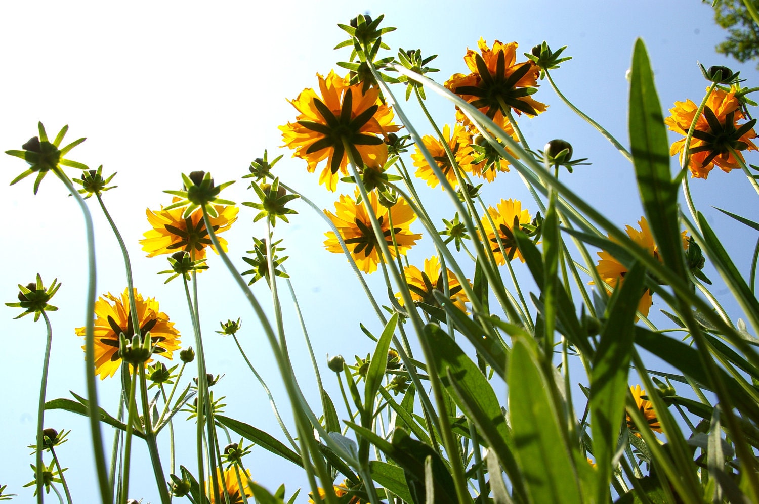 Organic Seeds, Lanceleaf Coreopsis, heirloom flower seeds in handmade seed packets from our farmstead, spring gardening