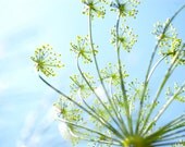 Heirloom Seeds, Herb Seeds, Bouquet Dill Seeds, organic seeds from our farm in handmade seed packets, herb garden, container garden