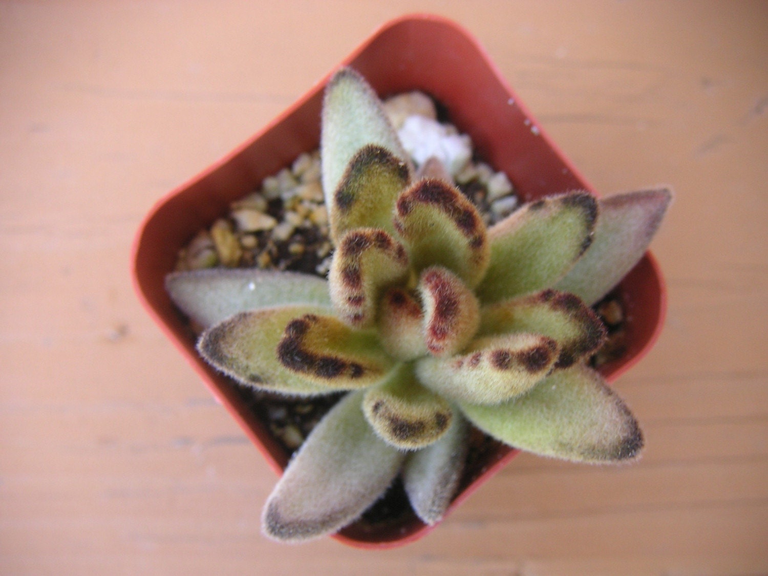 Chocolate Panda Kalanchoe Succulent