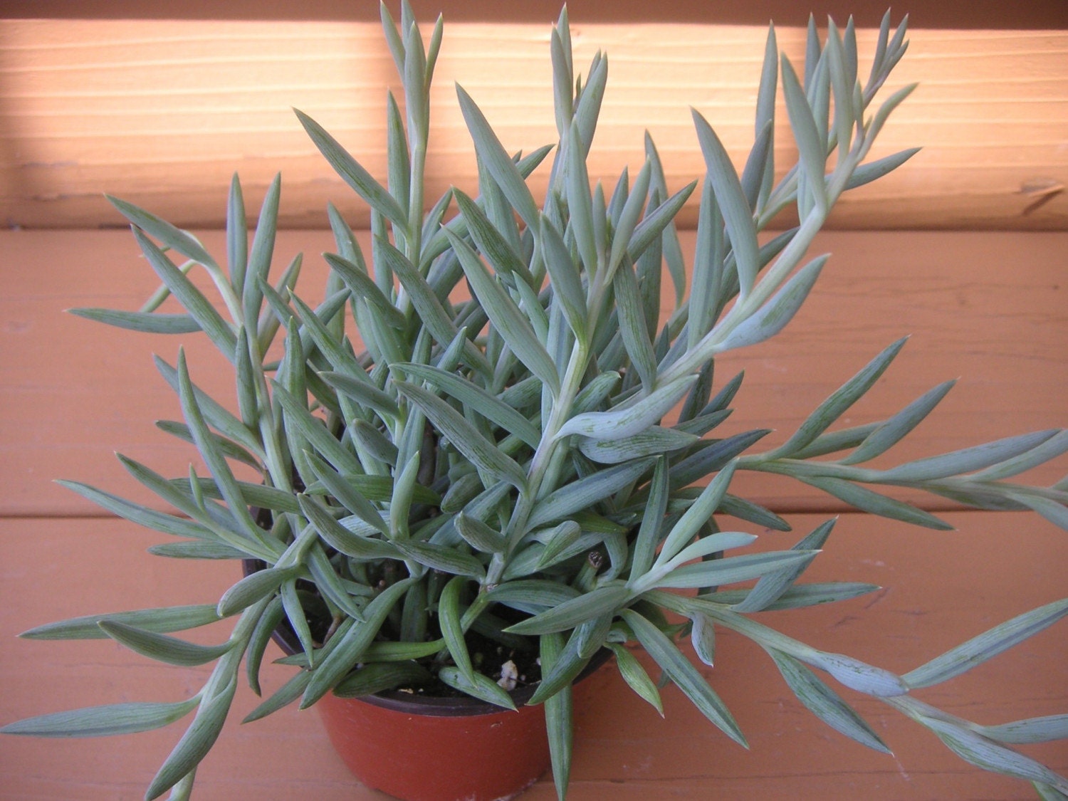 Succulent Plant-String Of Bananas, Hanging Plant