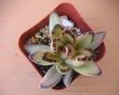 Succulent  Plant, Chocolate Panda, Kalanchoe