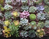 A Collection Of 12 Succulents, Perfect For Wedding Favors. Centerpieces And More, Unique