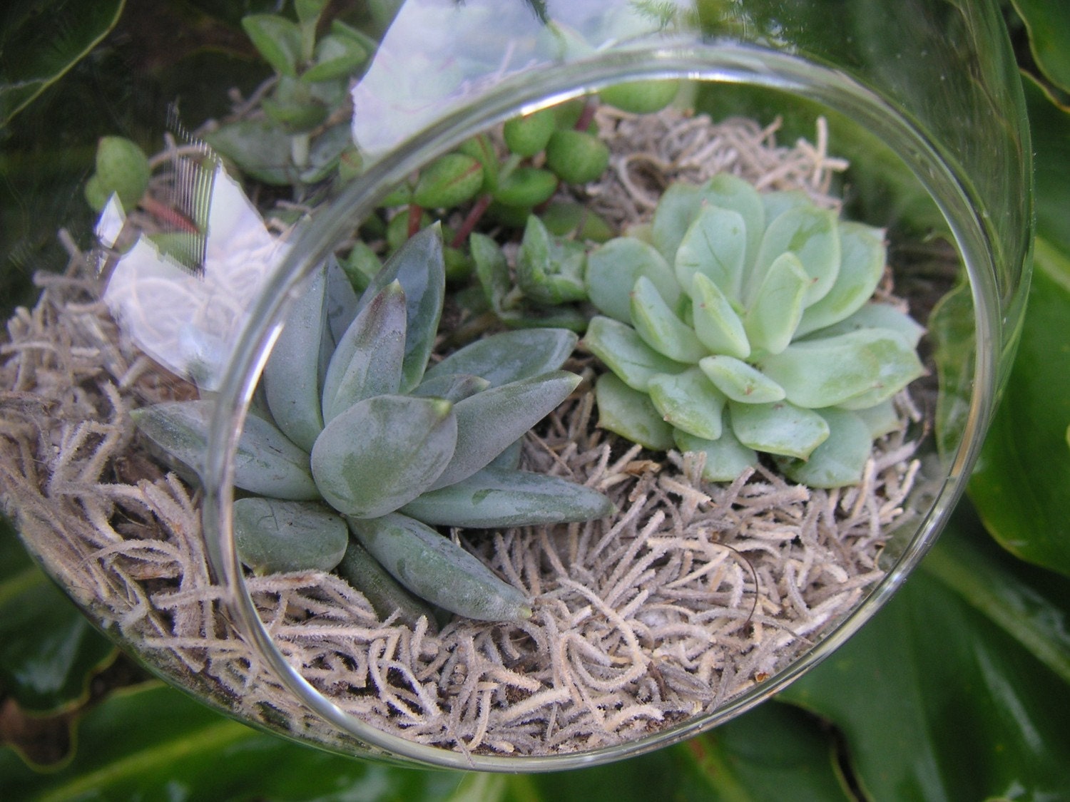 Succulent Terrarium Globe, Beautiful, Party Gift,  Wedding And Special Event Centerpiece