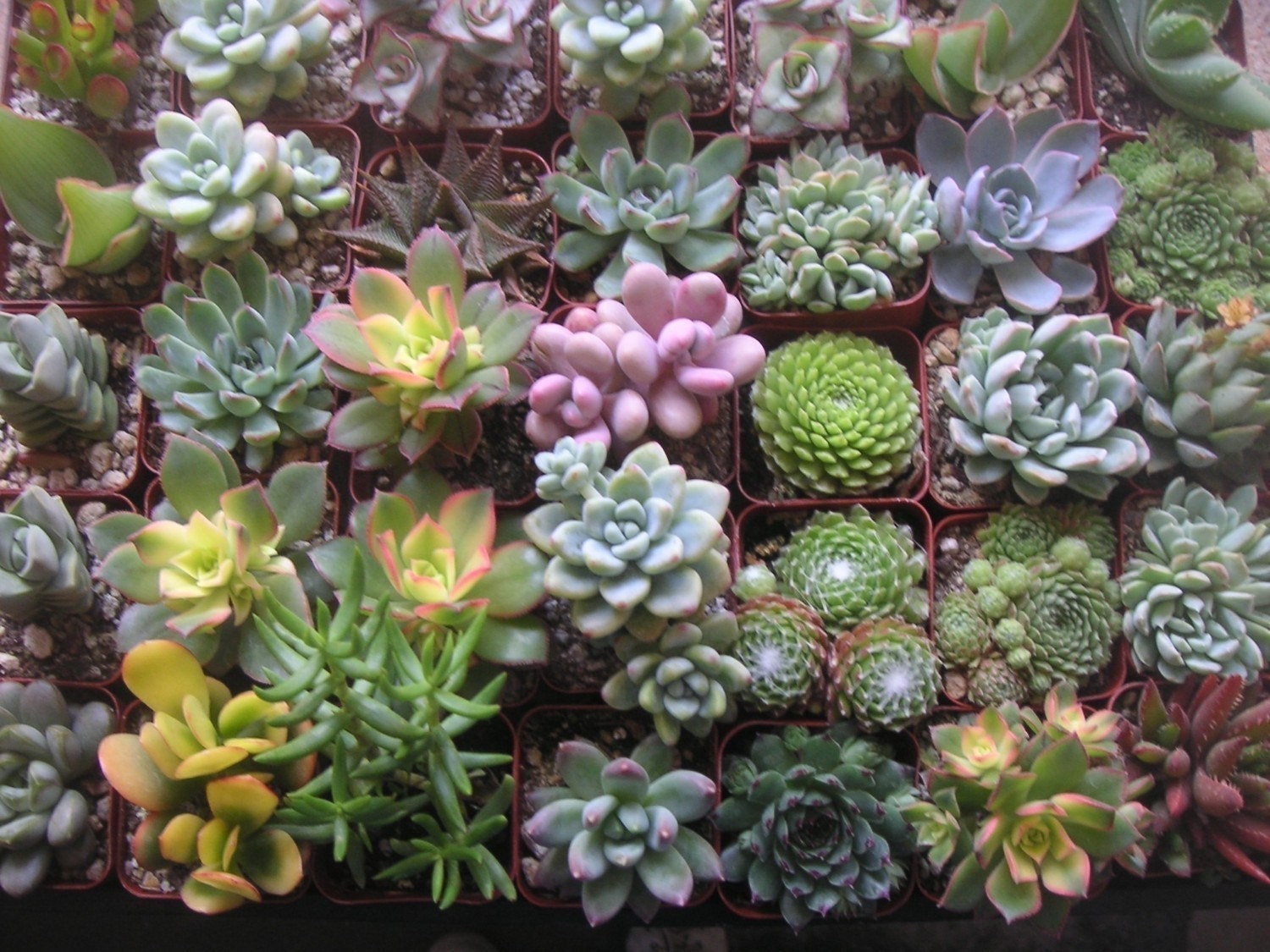 Rustic Wedding, A Collection Of 12 Succulent Plants, Unique Wedding, Baby Shower Favors, Make A Terrrarium