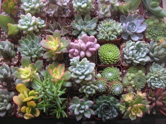 RESERVED For Allison, 90  Succulent Plants For Your Wedding,  Ship July 9