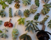 150 Succulents Cuttings W/ Rooting Powder, Great For Living Walls, Centerpieces, Starting A Succulent Collection