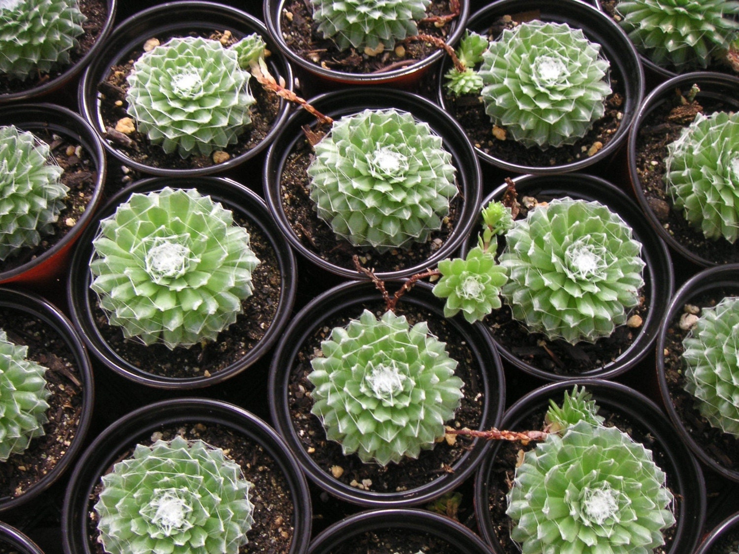 Succulent  Plant, Spider Web Hens And Chicks, Sempervivum Arachnoideum