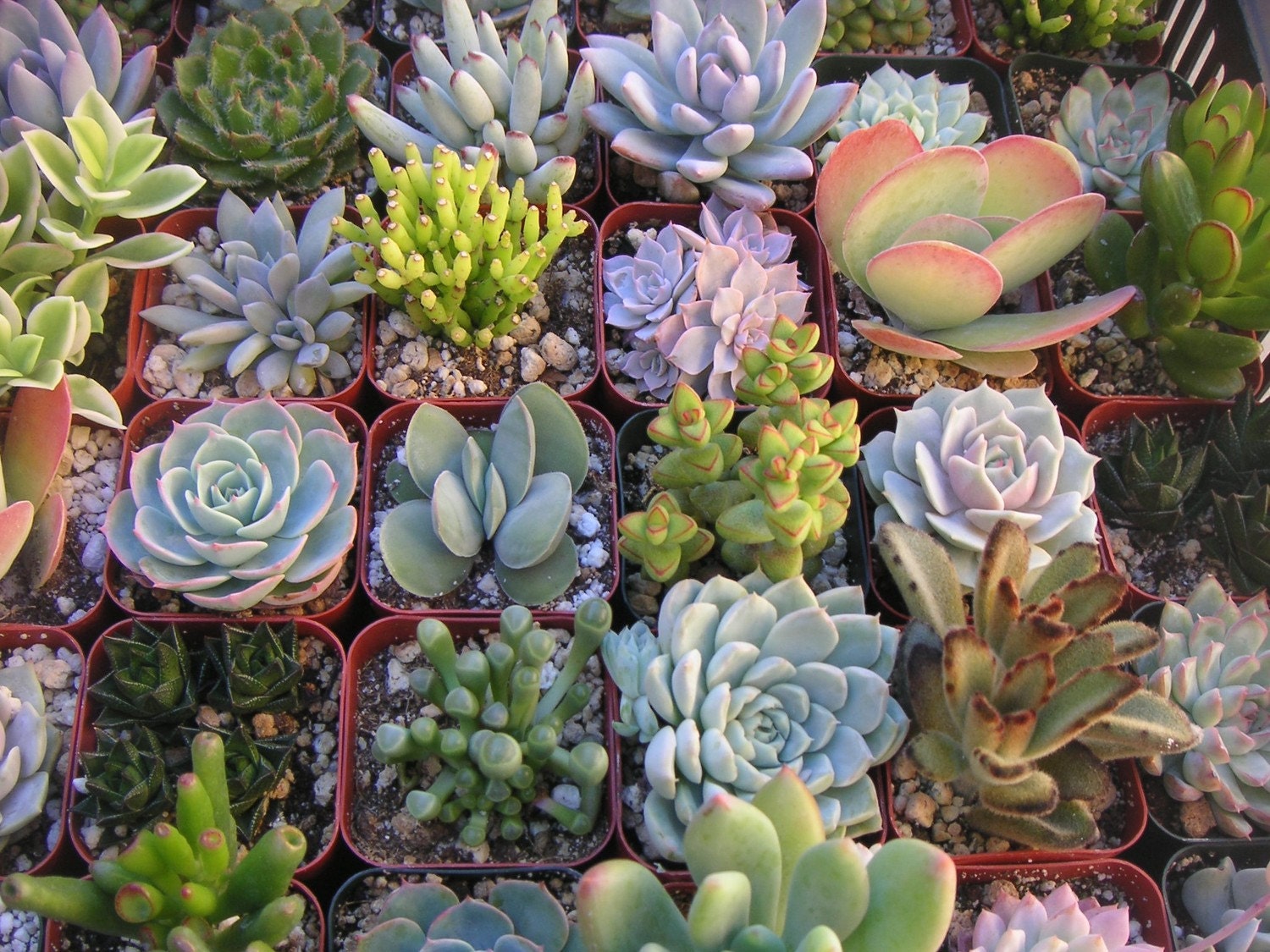 A Collection Of 12 Succulent Plants, Great For Terrarium Projects