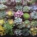 A Collection Of 12 Succulents, Perfect For Wedding Favors. Centerpieces And More, Unique
