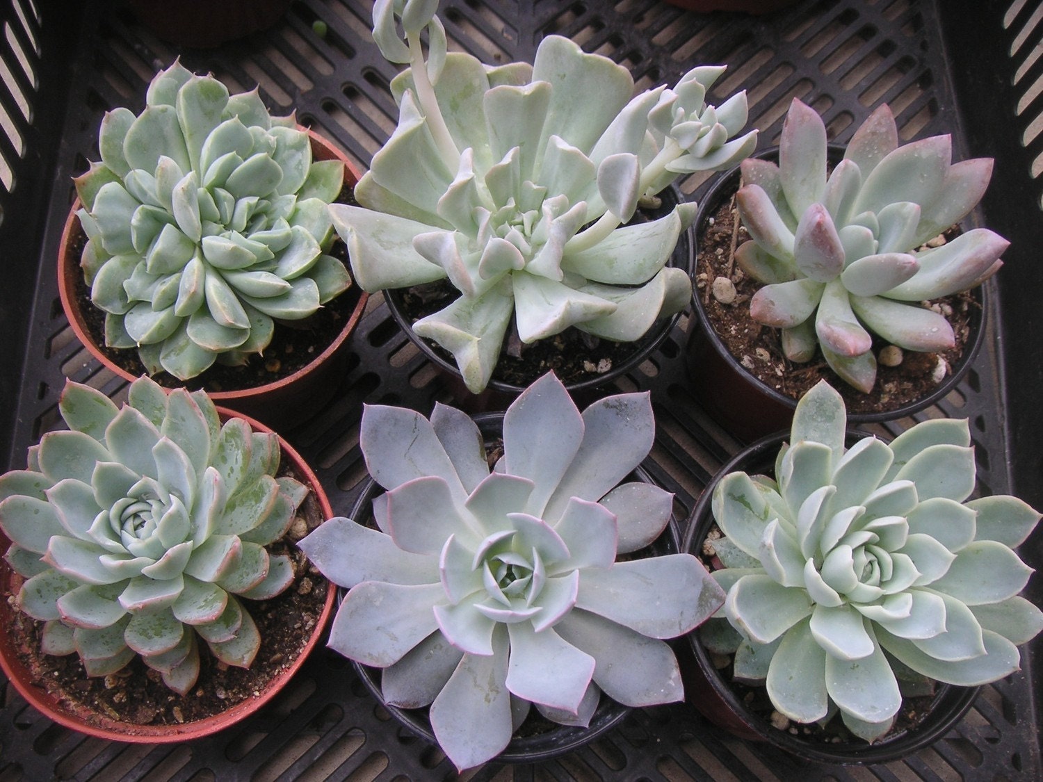 A Great Collection Of 6 Large Succulents From 4 Inch Pots, Wedding Decor, Dinner Party, Garden