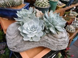 A Great Collection Of 6 Large Succulents From 4 Inch Pots, Wedding Decor, Dinner Party, Garden