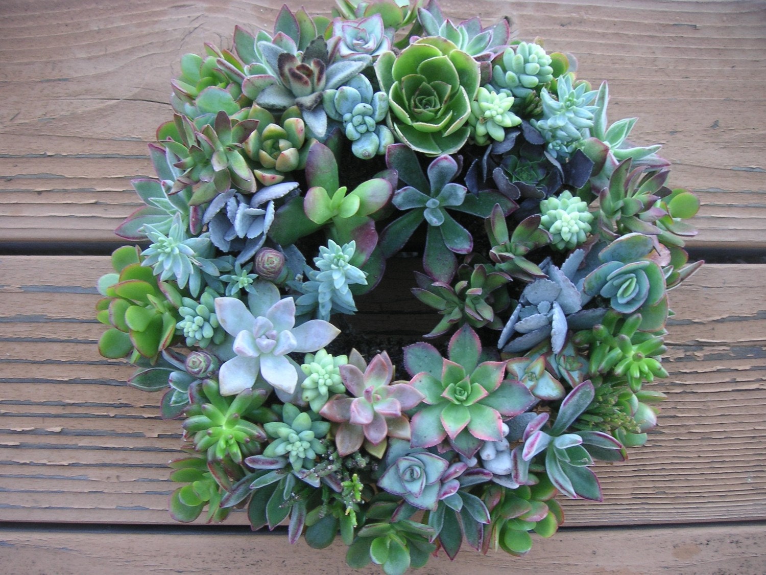 Beautiful Succulent Wreath Centerpiece, Immediate Delivery