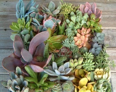 Beautiful Succulent Wreath Centerpiece, Immediate Delivery