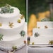 A Collection Of 12 Succulent Plants, Great For Terrarium Projects, Living Walls, Party Favors