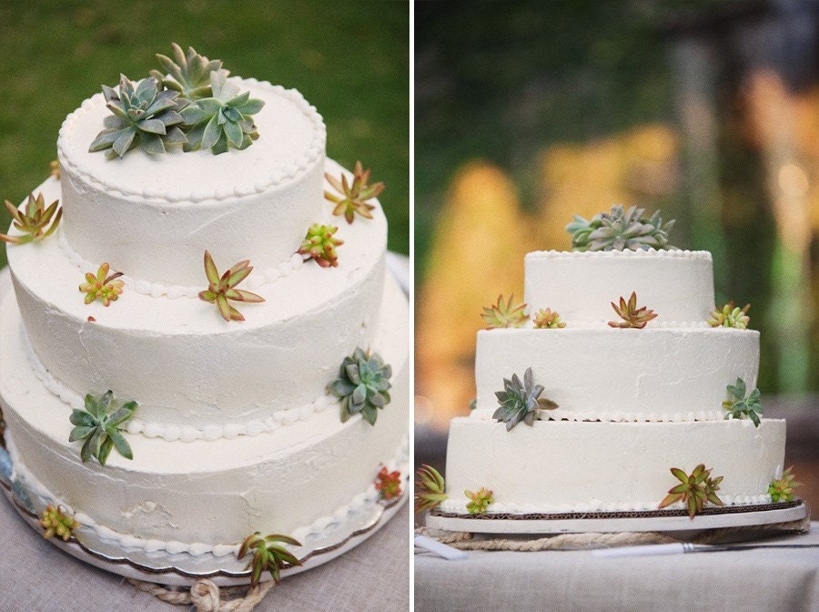 Succulents Galore, A Collection of 12 Succulent Cuttings W/ Rooting Powder, Great For Starting a Garden, Centerpieces and Living Walls