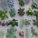 Large RUSTIC Wall Art Kit, Comes Assembled With Soil And Moss, 20 Cuttings To Get Started, Housewarming Gift