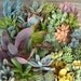 Succulents Galore, A Collection of 24 Succulent Cuttings Dipped W/ Rooting Powder, A Nice Assortment, Great For Starting a Garden, Centerpieces and Living Walls