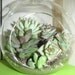 Reserved For Kristina, Succulent Plants, Great For Terrarium Projects, Centerpieces, Container Gardens, Urban Chic