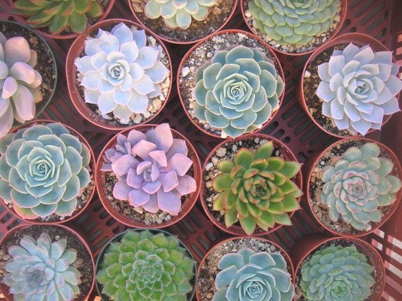 RESERVED For Karissa, A Collection Of 12 Large Succulent Plants, Great For Bouquets, Centerpieces and Home Decor