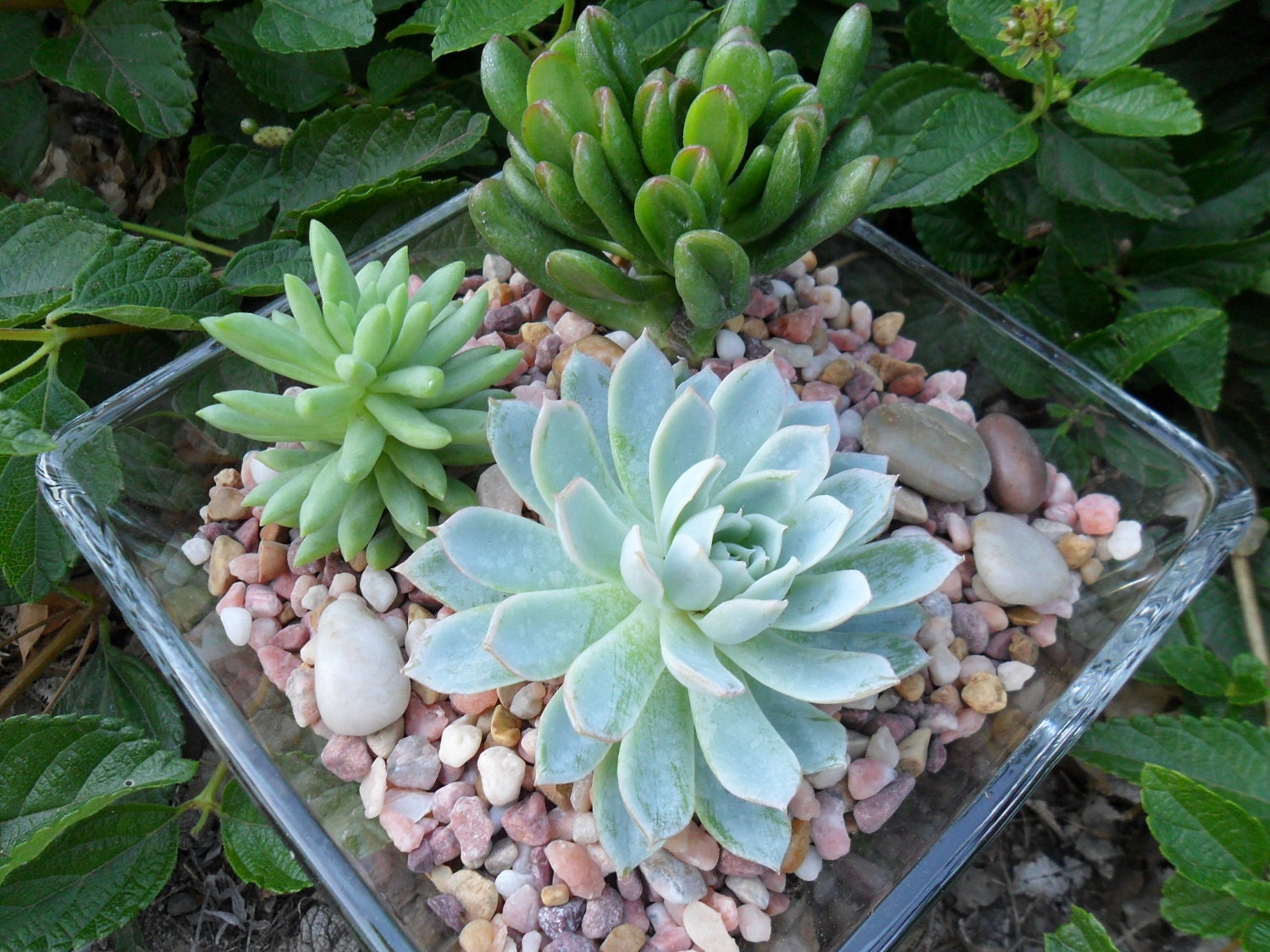 Succulent Terraium, Modern Decor, Mothers Day, Wedding Centerpiece, Get Well And Thinking Of You Gift, Green Up Your Space