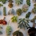 150 Succulents Cuttings W/ Rooting Powder, Great For Living Walls, Centerpieces, Starting A Succulent Collection
