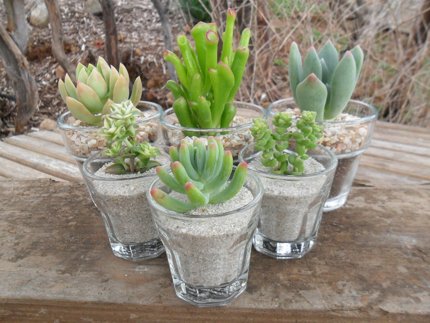 70 QUALITY Succulents Cuttings W/ Rooting Powder, Centerpieces, Favors, Boutonnieres, and Bouquets