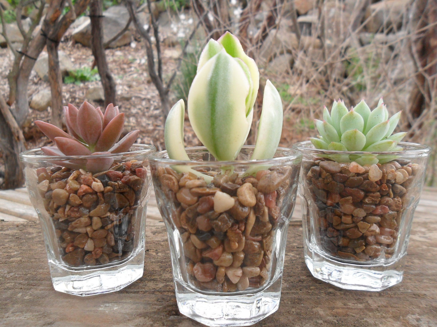 Succulent Cuttings, Shot Glasses, DIY Terrarium, Makes A Great Favor, Garden Wedding, SET OF 3