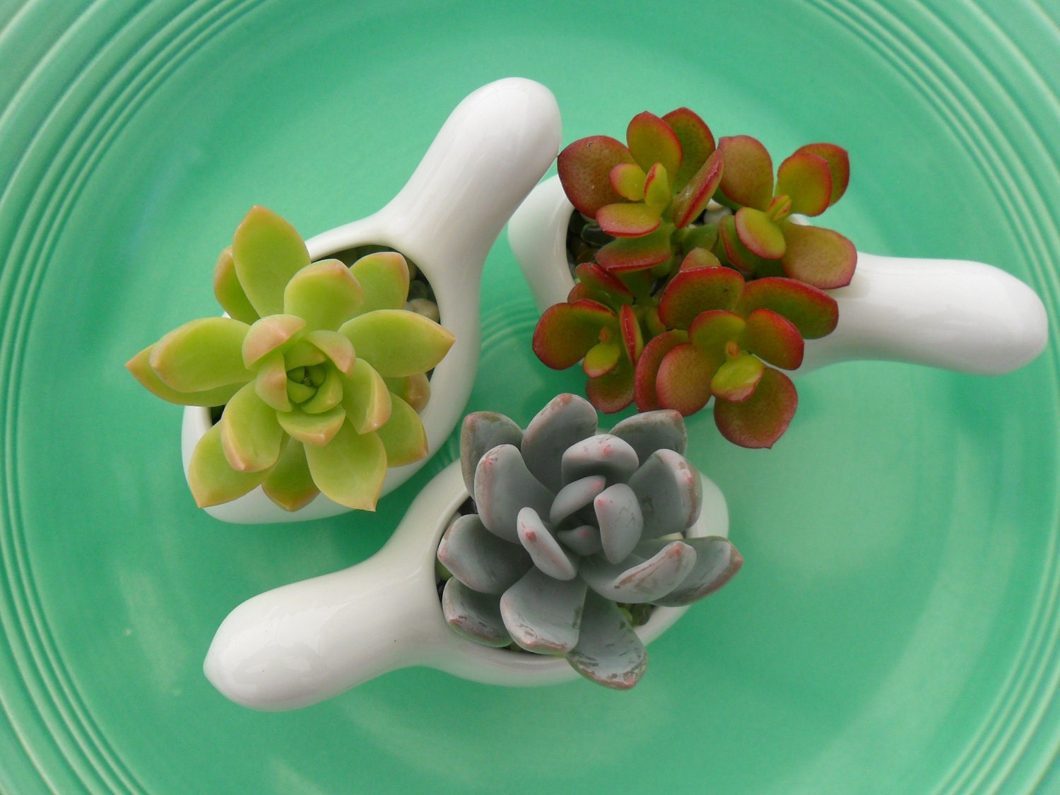 Succulent And White Ceramic Bird Favor Sample, Wedding And Party Favors, Special Event, Even Fun On Your Desk