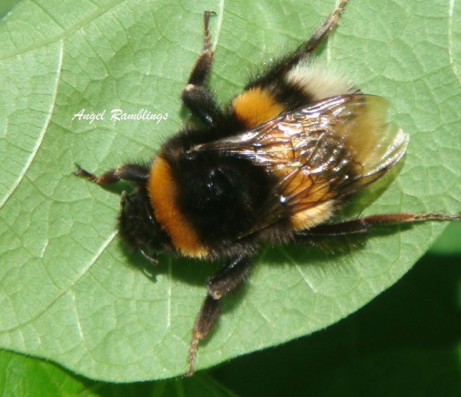 Fluffy Bee